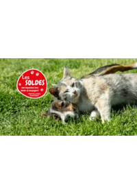 Prospectus Médor & Compagnie Sarrebourg : Les soldes sont là !!